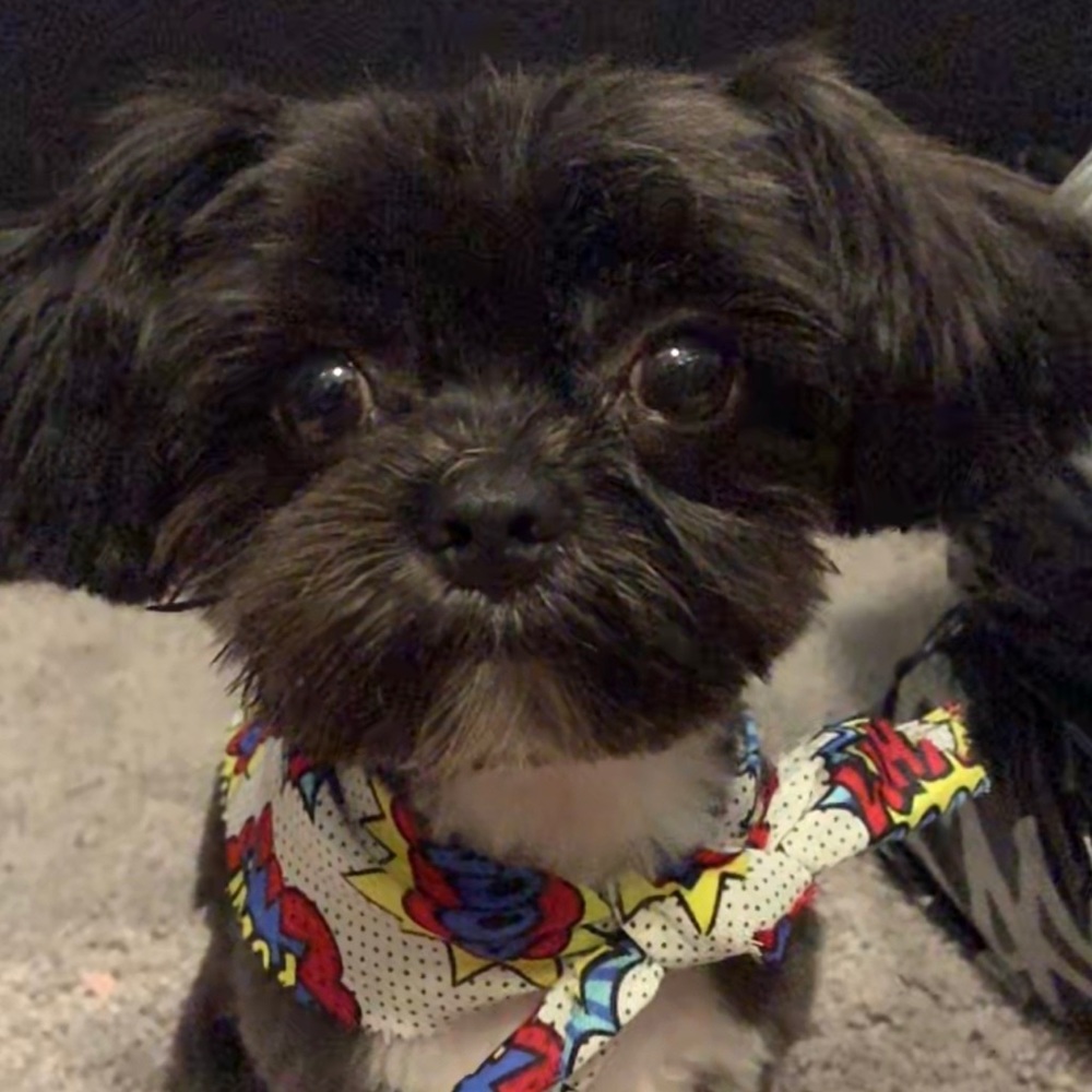 Meet your Posher, Svetlana